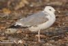 Caspian Gull at Private site with no public access (Steve Arlow) (52653 bytes) Caspian Gull at Private site with no public access (Steve Arlow) (52653 bytes)